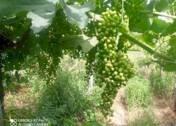 IMG-20240620-WA0033 (Copia).jpg - Terreno agricolo C.DA VILLA STANAZZO, Lanciano - foto 27