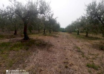 IMG-20240620-WA0034 (Copia).jpg - Terreno agricolo C.DA VILLA STANAZZO, Lanciano - foto 28
