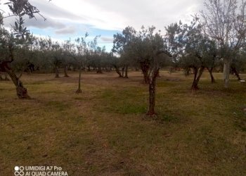 IMG_20231130_102055_741 (Copia).jpg - Rustico VIA VECCHIA SCORCIOSA, Fossacesia - foto 10