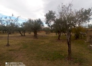 IMG_20231130_102106_978 (Copia).jpg - Rustico VIA VECCHIA SCORCIOSA, Fossacesia - foto 11