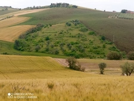 IMG_20230530_114953_133 (Copia).jpg - Terreno agricolo LOCALITA' CATOSCIO, Castel Frentano - foto 1
