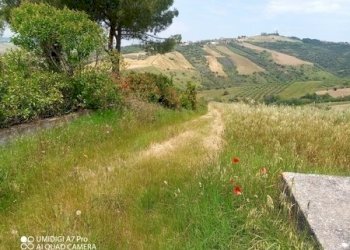 IMG_20230530_115415_634 (Copia).jpg - Terreno agricolo LOCALITA' CATOSCIO, Castel Frentano - foto 10