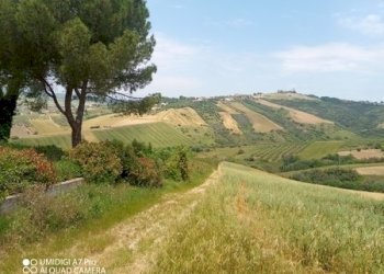 IMG_20230530_115427_269 (Copia).jpg - Terreno agricolo LOCALITA' CATOSCIO, Castel Frentano - foto 11