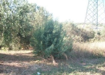 100_2179 (Copia).JPG - Terreno agricolo C.DA RIZZACORNO, Lanciano - foto 2