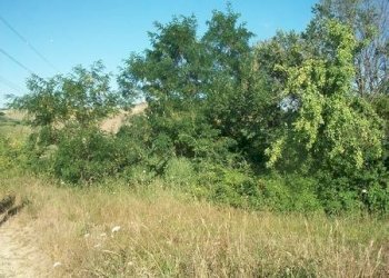 100_2181 (Copia).JPG - Terreno agricolo C.DA RIZZACORNO, Lanciano - foto 4