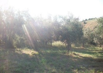 100_2184 (Copia).JPG - Terreno agricolo C.DA RIZZACORNO, Lanciano - foto 7