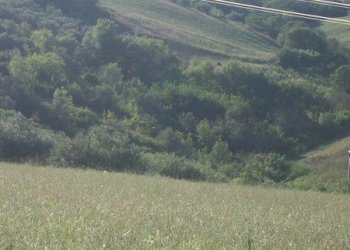 100_2196 (Copia).JPG - Terreno agricolo C.DA RIZZACORNO, Lanciano - foto 19