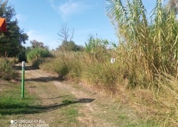 IMG_20231013_113111_627 (Copia).jpg - Terreno agricolo LOCALITA' SALETTI, Atessa - foto 2