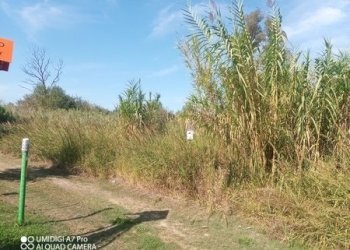 IMG_20231013_113115_117 (Copia).jpg - Terreno agricolo LOCALITA' SALETTI, Atessa - foto 3