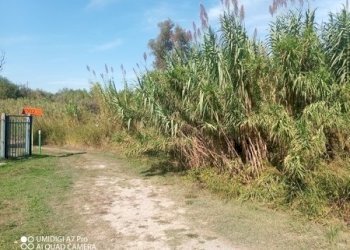IMG_20231013_113132_627 (Copia).jpg - Terreno agricolo LOCALITA' SALETTI, Atessa - foto 5