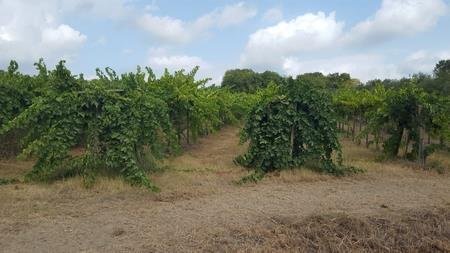 IMG-20230822-WA0001 (Copia).jpg - Terreno agricolo Santa Maria Imbaro - foto 2