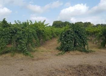 IMG-20230822-WA0001 (Copia).jpg - Terreno agricolo Santa Maria Imbaro - foto 2