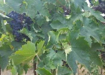 IMG-20230822-WA0002 (Copia).jpg - Terreno agricolo Santa Maria Imbaro - foto 3