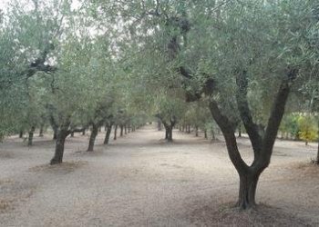 IMG-20230822-WA0003 (Copia).jpg - Terreno agricolo Santa Maria Imbaro - foto 4