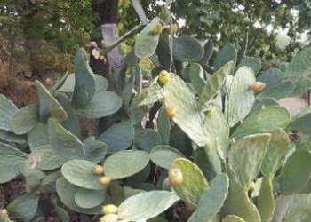 IMG-20230822-WA0004 (Copia).jpg - Terreno agricolo Santa Maria Imbaro - foto 5