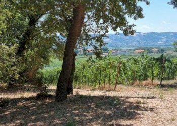 IMG-20230822-WA0008 (Copia).jpg - Terreno agricolo Santa Maria Imbaro - foto 8