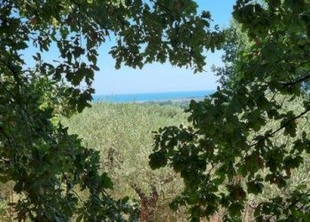 IMG-20230822-WA0009 (Copia).jpg - Terreno agricolo Santa Maria Imbaro - foto 9