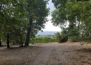 IMG-20230822-WA0011 (Copia).jpg - Terreno agricolo Santa Maria Imbaro - foto 11