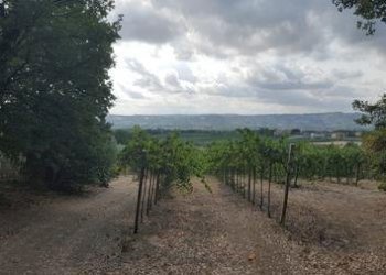 IMG-20230822-WA0012 (Copia).jpg - Terreno agricolo Santa Maria Imbaro - foto 12