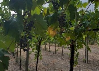 IMG-20230822-WA0013 (Copia).jpg - Terreno agricolo Santa Maria Imbaro - foto 13