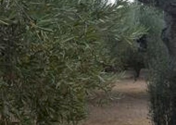 IMG-20230822-WA0015 (Copia).jpg - Terreno agricolo Santa Maria Imbaro - foto 15