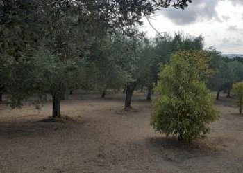 IMG-20230822-WA0016 (Copia).jpg - Terreno agricolo Santa Maria Imbaro - foto 16