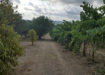 IMG-20230822-WA0018 (Copia).jpg - Terreno agricolo Santa Maria Imbaro - foto 18