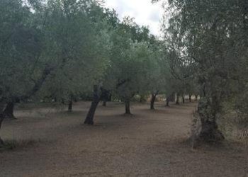 IMG-20230822-WA0020 (Copia).jpg - Terreno agricolo Santa Maria Imbaro - foto 20