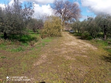 IMG_20230301_111556_909 (Copia).jpg - Terreno agricolo Fossacesia - foto 3