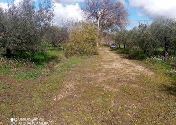 IMG_20230301_111556_909 (Copia).jpg - Terreno agricolo Fossacesia - foto 3