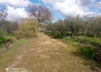 IMG_20230301_111557_982 (Copia).jpg - Terreno agricolo Fossacesia - foto 4