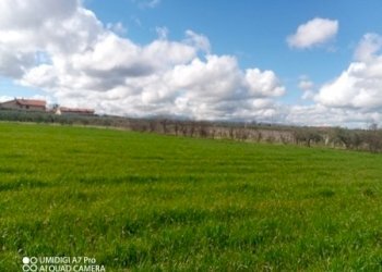 IMG_20230301_111712_917 (Copia).jpg - Terreno agricolo Fossacesia - foto 6