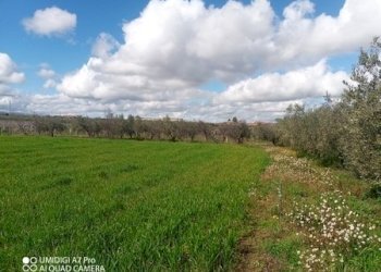 IMG_20230301_111715_518 (Copia).jpg - Terreno agricolo Fossacesia - foto 7