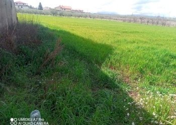 IMG_20230301_111805_884 (Copia).jpg - Terreno agricolo Fossacesia - foto 9