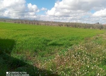 IMG_20230301_111808_216 (Copia).jpg - Terreno agricolo Fossacesia - foto 10