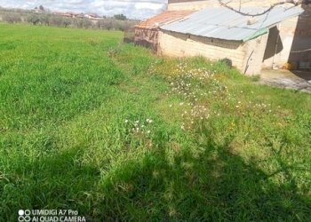 IMG_20230301_112147_989 (Copia).jpg - Terreno agricolo Fossacesia - foto 16