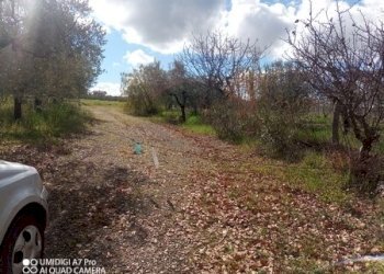 IMG_20230301_112604_147 (Copia).jpg - Terreno agricolo Fossacesia - foto 19