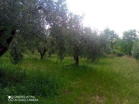 IMG_20230612_165852_451 (Copia).jpg - Terreno agricolo CONTRADA MARCIANESE, Lanciano - foto 3