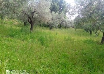 IMG_20230612_165923_453 (Copia).jpg - Terreno agricolo CONTRADA MARCIANESE, Lanciano - foto 4