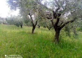 IMG_20230612_165929_624 (Copia).jpg - Terreno agricolo CONTRADA MARCIANESE, Lanciano - foto 5