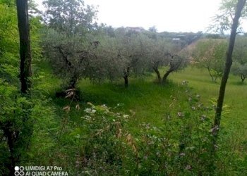 IMG_20230612_170028_427 (Copia).jpg - Terreno agricolo CONTRADA MARCIANESE, Lanciano - foto 7