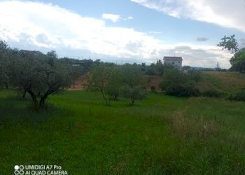 IMG_20230612_170042_742 (Copia).jpg - Terreno agricolo CONTRADA MARCIANESE, Lanciano - foto 9