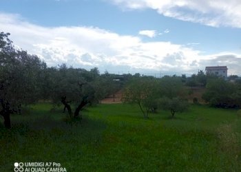 IMG_20230612_170104_486 (Copia).jpg - Terreno agricolo CONTRADA MARCIANESE, Lanciano - foto 11