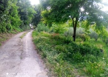 IMG_20230612_171236_570 (Copia).jpg - Terreno agricolo CONTRADA MARCIANESE, Lanciano - foto 14