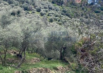 PHOTO-2024-10-07-14-04-31 2.jpg - Rustico Via Civezza, Civezza - foto 5