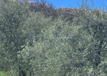 PHOTO-2024-10-07-14-04-31 3.jpg - Rustico Via Civezza, Civezza - foto 7