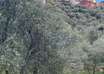 PHOTO-2024-10-07-14-04-49 4.jpg - Rustico Via Civezza, Civezza - foto 13