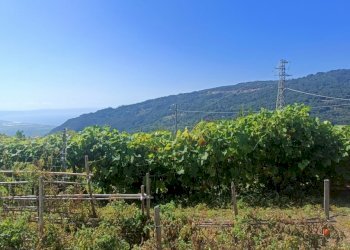 IMG20240928122238.jpg - Villa Contrada Acqua Dauzano, Lamezia Terme - foto 23