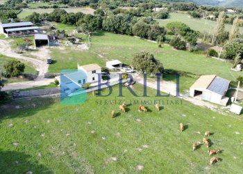 Azienda agricola LU CANNISCIONI CALANGIANUS, Calangianus - foto 19