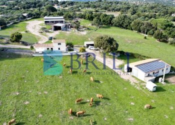 Azienda agricola LU CANNISCIONI CALANGIANUS, Calangianus - foto 21